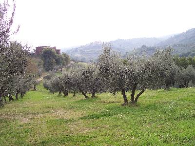 Olivi moraiolo